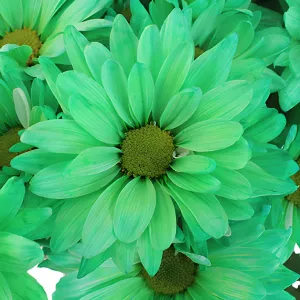 Mint Green Daisy Flower Enhanced