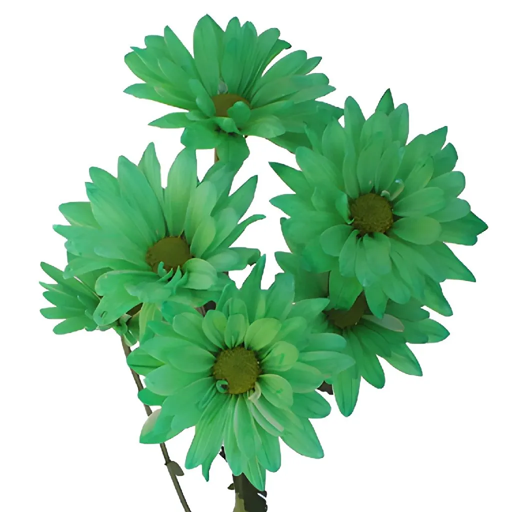 Mint Green Daisy Flower Enhanced